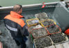 Pesca irregolare a Marina Romea, sequestrata mezza tonnellata di vongole
