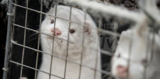 Covid e visoni, il Governo sospende le attività negli allevamenti: ma gli animalisti chiedono la chiusura definitiva