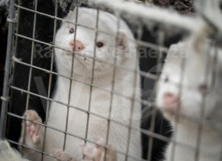 Covid e visoni, il Governo sospende le attività negli allevamenti: ma gli animalisti chiedono la chiusura definitiva