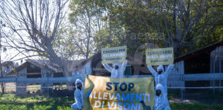 Visoni, la denuncia di Essere Animali: “Una nostra volontaria aggredita da un allevatore a San Marco”