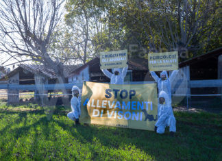 Visoni, la denuncia di Essere Animali: “Una nostra volontaria aggredita da un allevatore a San Marco”