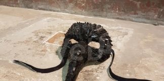 Concorso Arte Visiva Applicata dedicato a Pieranna Manara, i premiati