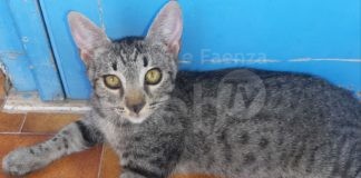 Quattro mici salvati dai volontari Enpa cercano una famiglia