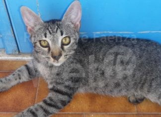 Quattro mici salvati dai volontari Enpa cercano una famiglia