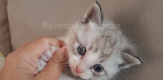 Enpa: Gattina di 20 giorni abbandonata a Massa Lombarda