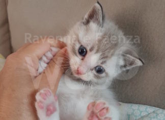 Enpa: Gattina di 20 giorni abbandonata a Massa Lombarda