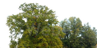 Tour virtuale con Fiab Ravenna alla scoperta degli alberi monumentali