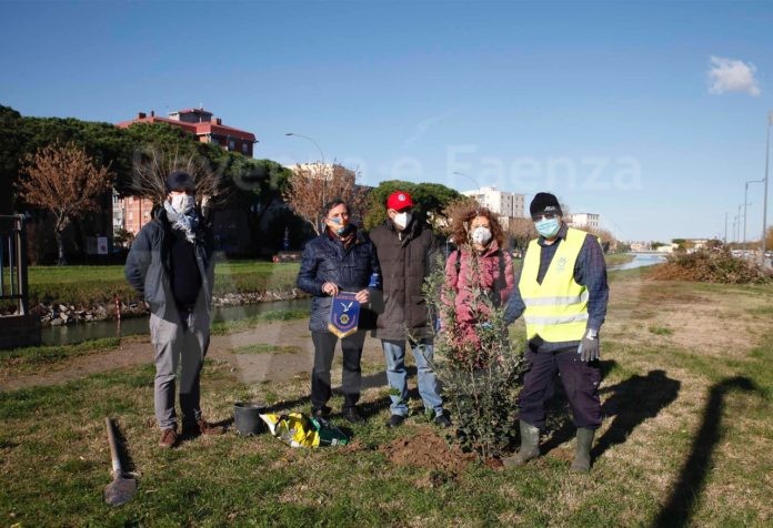21-11- 2020-ravenna terreno vicino al pala de andre il lions club ravenna romagna padusa ha iniziato a piantare 100 piante in ricordo delle vittime del,covid