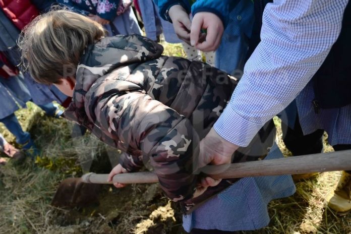 Messa a dimora di nuovi alberi (1)