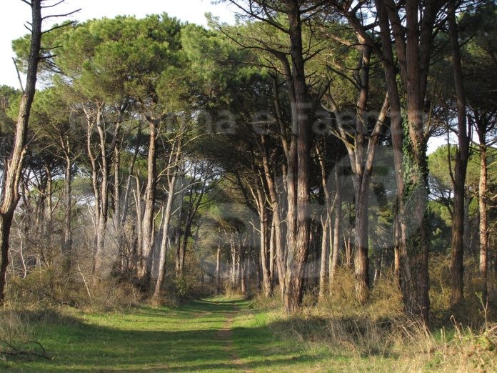 Pineta di Classe, ph.©Nicola Strocchi, RavennaTourism