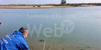 Liberati storioni e anguille lungo i tratti finali di Lamone e Bevano