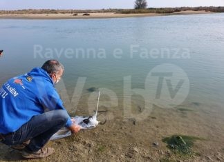 Liberati storioni e anguille lungo i tratti finali di Lamone e Bevano