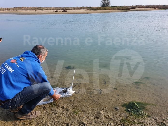 Ravenna Liberazione Storioni e Anguille (3)
