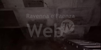 Gatto cade in un loculo del cimitero: intervengono i volontari dell’infermeria felina