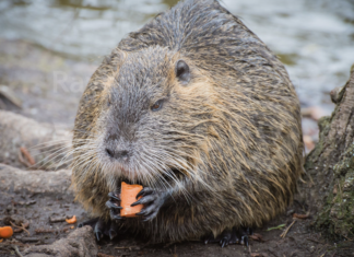 Danni alle produzioni e pericoli per le persone: la crescita della fauna selvatica rischia di andare fuori controllo
