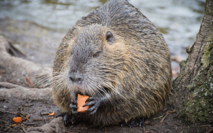 Schermata 2020-11-09 alle 15.48.58