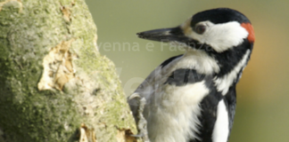 La Bassa Romagna partecipa a “Vivi il verde” con un video sul Podere Pantaleone