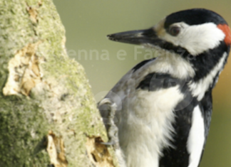 La Bassa Romagna partecipa a “Vivi il verde” con un video sul Podere Pantaleone