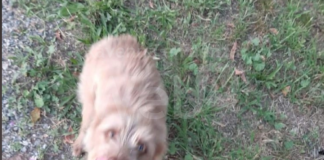 Cane rubato a Lugo: l’appello di Enpa per ritrovarlo