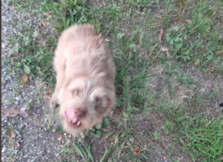 Cane rubato a Lugo: l’appello di Enpa per ritrovarlo