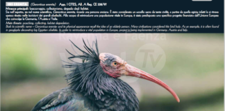 Pubblicato anche il calendario dei Carabinieri Forestali