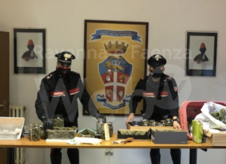 Cervia, in casa aveva contanti e piante di marijuana: arrestato
