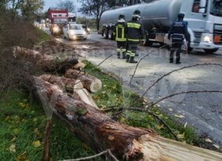 Via Baiona, un grosso albero cade e blocca il traffico