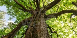 320 alberi: il contributo di Hera alla forestazione urbana nella provincia di Ravenna