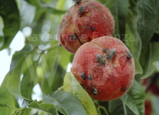 Cimice asiatica, Coldiretti: “In provincia di Ravenna danni per 35 milioni. Bene l’intesa per i fondi compensativi”