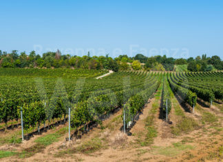 Caviro farà parte di una rete europea per affrontare il cambiamento climatico