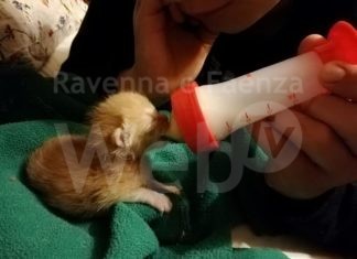 Enpa di Lugo omaggia le balie feline: grazie al loro lavoro tanti cuccioli sono stati salvati e adottati