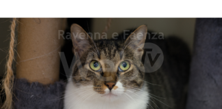 Tornano le adozioni a distanza per gli ospiti dell’infermeria felina