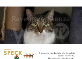 Tornano le adozioni a distanza per gli ospiti dell’infermeria felina