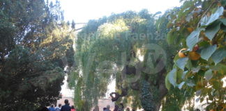 Giardini segreti nel centro di Faenza: visite guidate con la Pro Loco