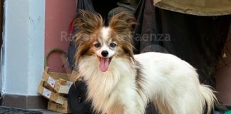 Abbandonata a 200 Km da casa e ritrovata in un androne a Faenza: condannata la padrona