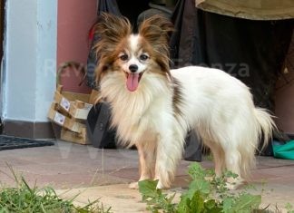 Abbandonata a 200 Km da casa e ritrovata in un androne a Faenza: condannata la padrona