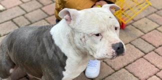 Alfonsine: presunto furto di due cani da un cortile, i proprietari lanciano un appello per ritrovarli