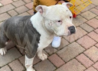 Alfonsine: presunto furto di due cani da un cortile, i proprietari lanciano un appello per ritrovarli