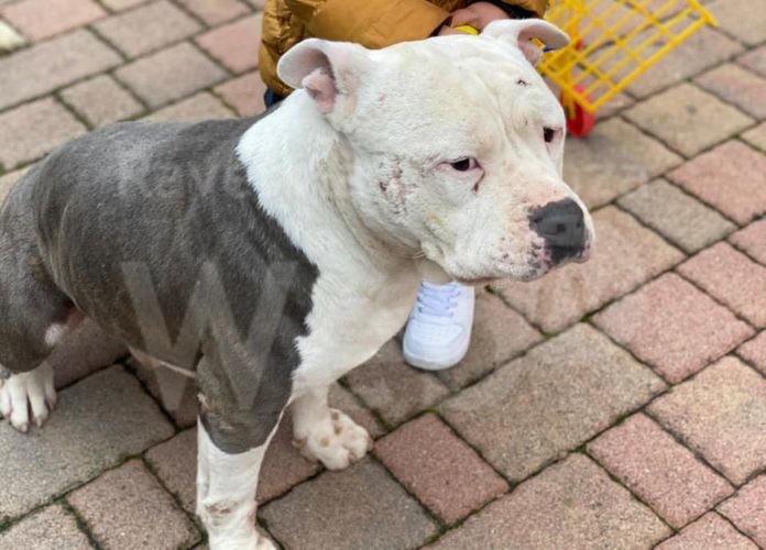 Ray_Alfonsine_sparito 22_12_2020