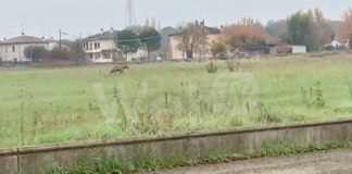 Lupo in zona Lotras: “Nulla da temere se si rispetta la giusta distanza. Non è un cane ma nemmeno un leone affamato”