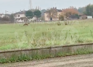 Lupo in zona Lotras: “Nulla da temere se si rispetta la giusta distanza. Non è un cane ma nemmeno un leone affamato”