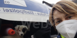 Casola Valsenio: la Polizia salva quattro cuccioli dalla strada