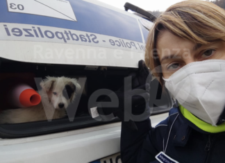 Casola Valsenio: la Polizia salva quattro cuccioli dalla strada