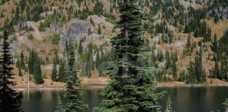 “Natale sempreverde”, il progetto del Comune per rimettere a dimora gli abeti utilizzati per le feste