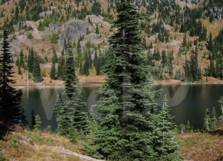 “Natale sempreverde”, il progetto del Comune per rimettere a dimora gli abeti utilizzati per le feste