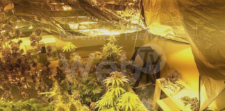 Polizia arresta un coltivatore di marijuana di 19 anni