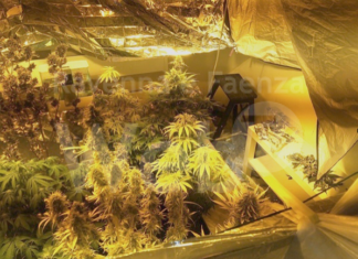 Polizia arresta un coltivatore di marijuana di 19 anni