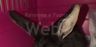 Coniglio abbandonato nei campi ferito gravemente da una macchina agricola: “Amputate purtroppo due zampe”