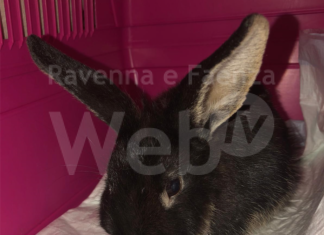 Coniglio abbandonato nei campi ferito gravemente da una macchina agricola: “Amputate purtroppo due zampe”