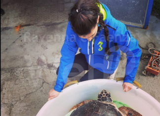 Salvata una tartaruga da 50 Kg imprigionata nelle reti da pesca